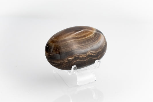 Tiger Eye Palm